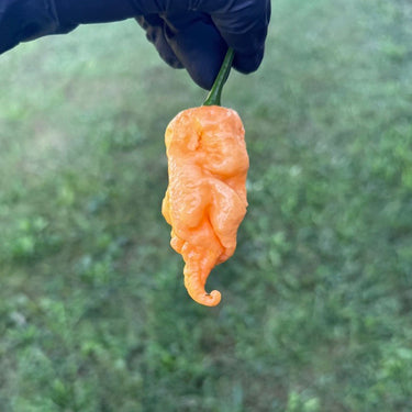 Jay's Peach Ghost Scorpion Pepper Seeds
